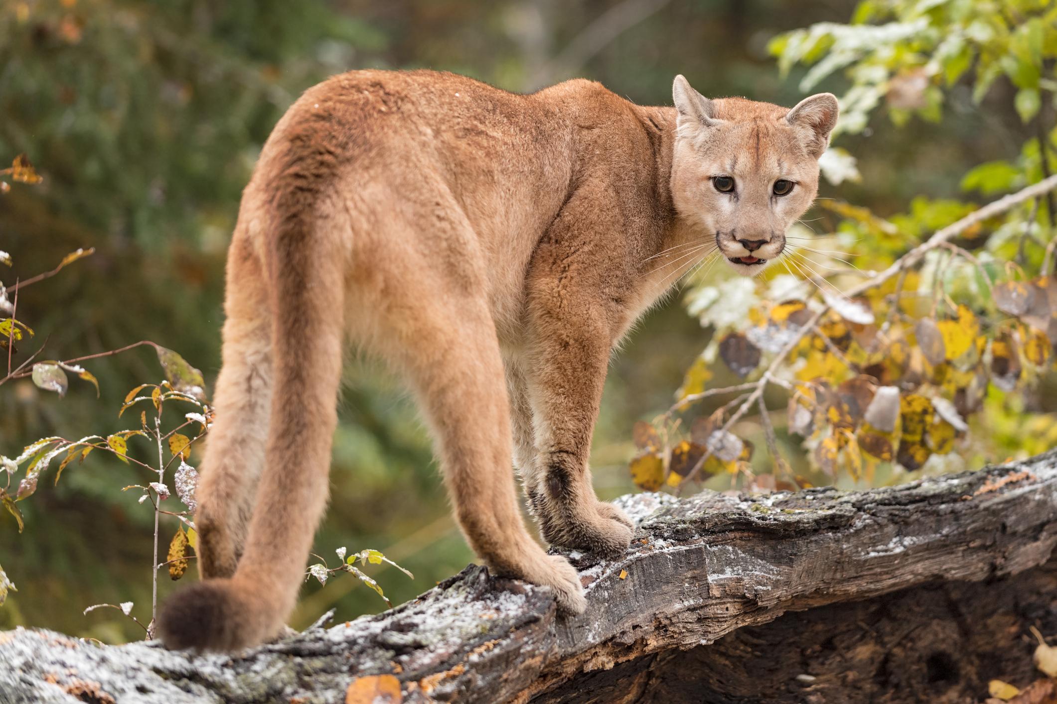 Onça-parda (Puma concolor, Linnaeus, 1766) em seu habitat