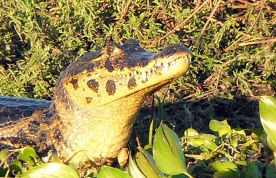 Jacaré-de-papo-amarelo (Caiman latirostris [Daudin, 1801 "1802"]) em seu habitat