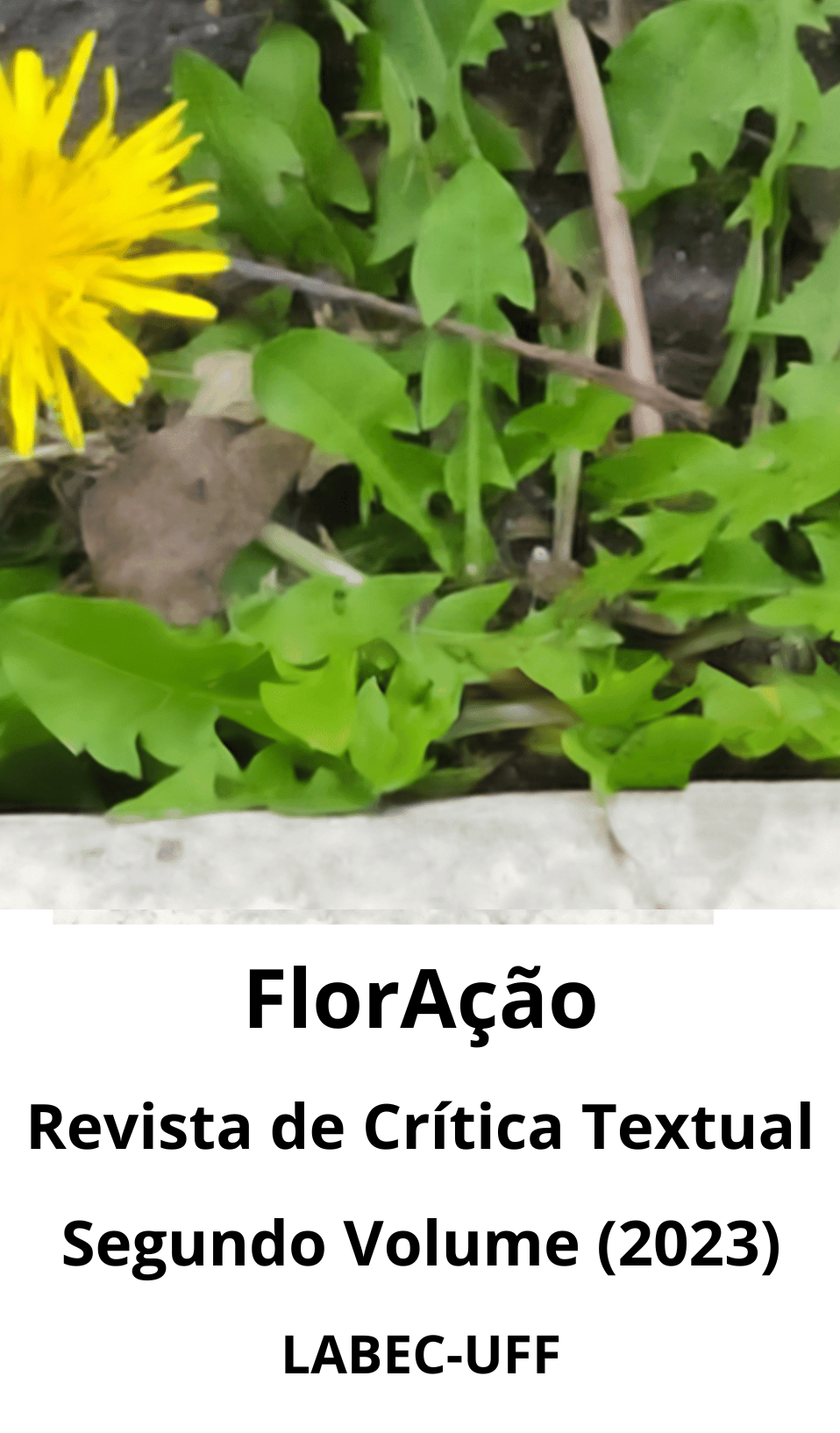 Flor amarela que nasceu no meio-fio